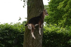 Ida auf dem Baum