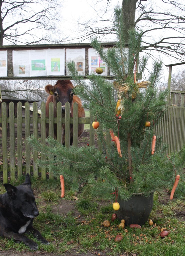 Weihnachten mit Tieren Kinder Tiere Kommunikation